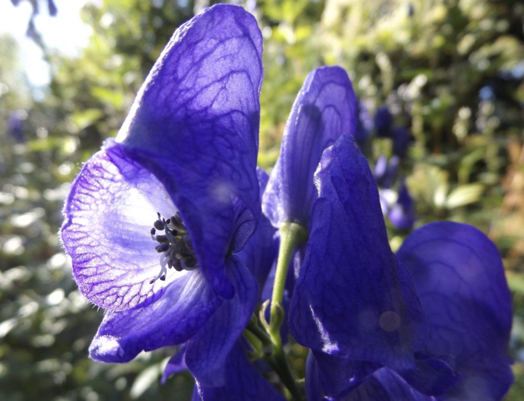 Herzinfarkt - Nachsorge & Vorsorge mit Klassischer Homöopathie / Hypnotherapie (Hypnose) Aconitum 1 Aconitum 1