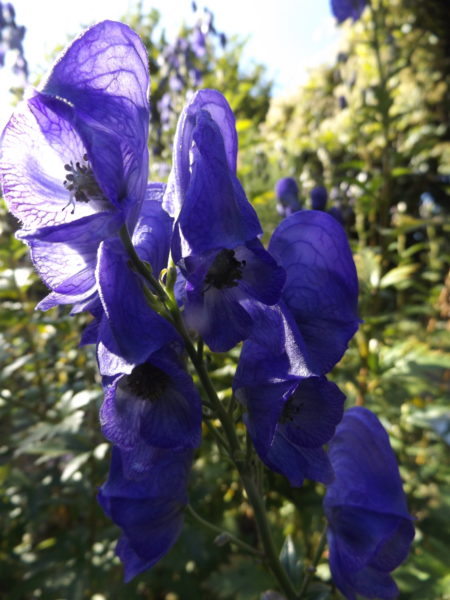 Erwartungsspannung, Versagensängste, Prüfungsangst, Lampenfieber mit Hypnose / Homöopathie auflösen Aconitum napellus Aconitum (Sturmhut), wichtiges Mittel bei akuten Panikattacken, Herzrasen