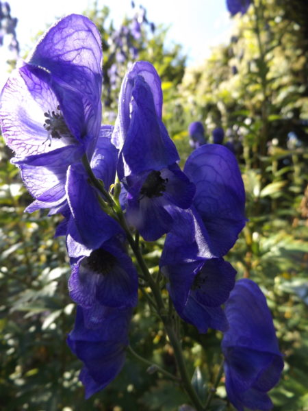 Aconitum (Sturmhut), wichtiges Mittel bei akuten Panikattacken, Herzrasen