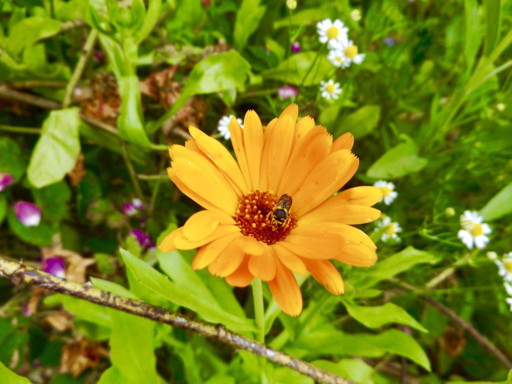 NEURODERMITIS - gute CHANCEN auf HEILUNG mit KLASSISCHER HOMÖOPATHIE Calendula2 Calendula2