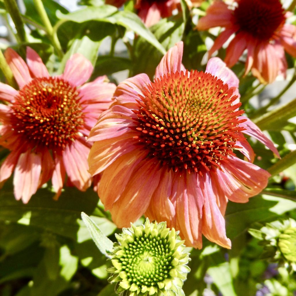 Chronische & wiederkehrende Infekte mit Homöopathie behandeln Echinacea2 Echinacea2