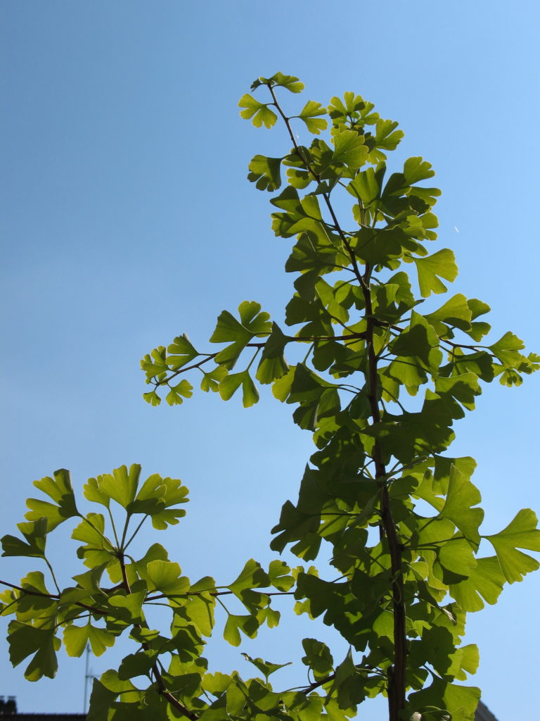 Gingko, ein wertvolles Heilmittel in der Homöopathie sowie in der Phytotherapie