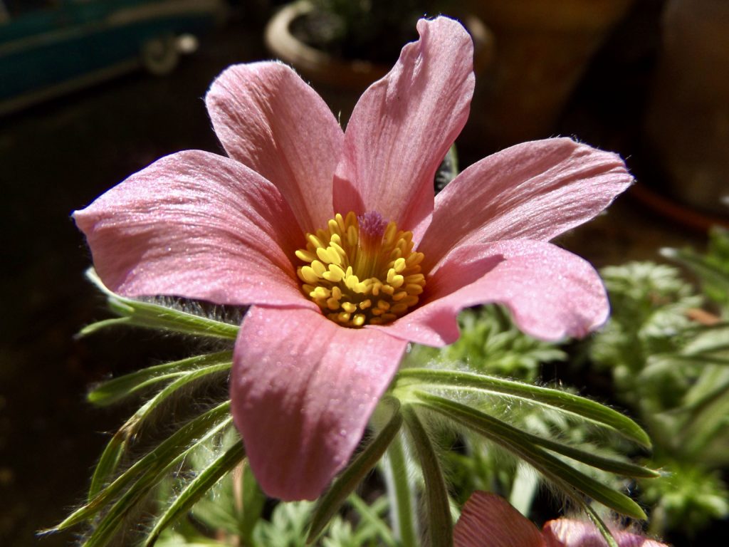 Pulsatilla 3