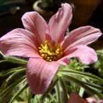 Pulsatilla 3